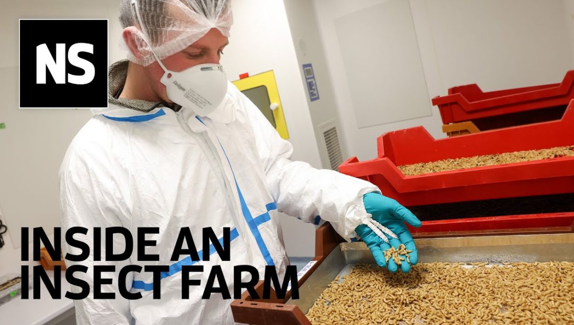 Inside an insect farm: Are mealworms a sustainable meat alternative? 01-13-2023