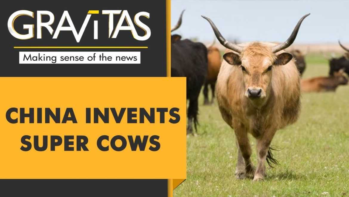 Gravitas: Chinese scientists create 3 ‘super cows’ 02-02-2023