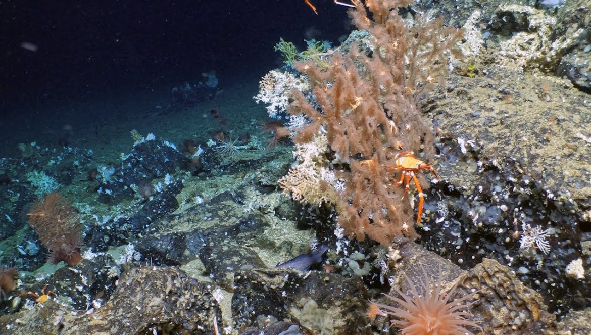 Descubren milenario arrecife de coral en Islas Galápagos….04-19-2023