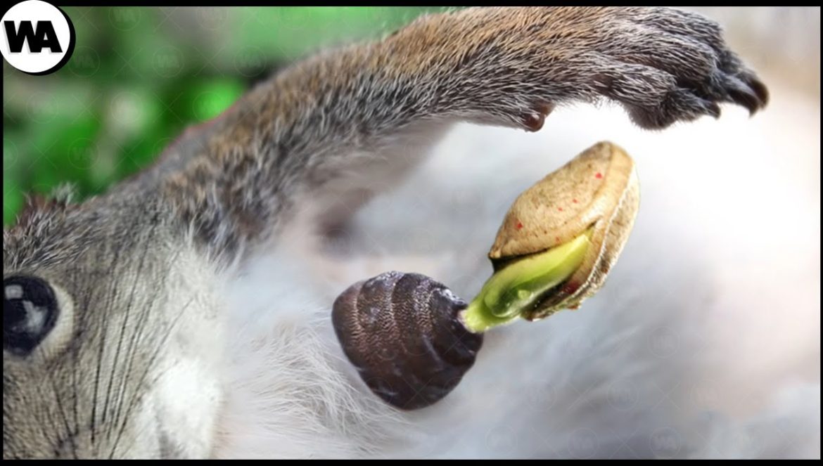 Esta Ardilla Se Convertirá Literalmente En Una Planta En Pocos Días….04-30-2023