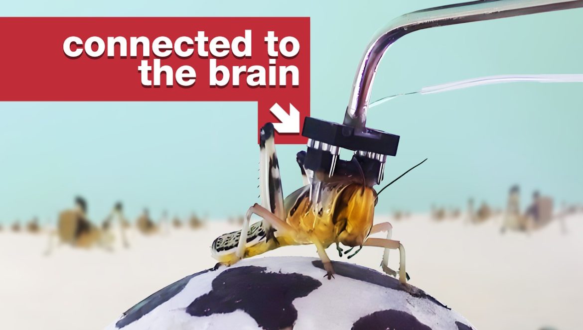 It’s the Matrix, but for locusts….04-17-2023