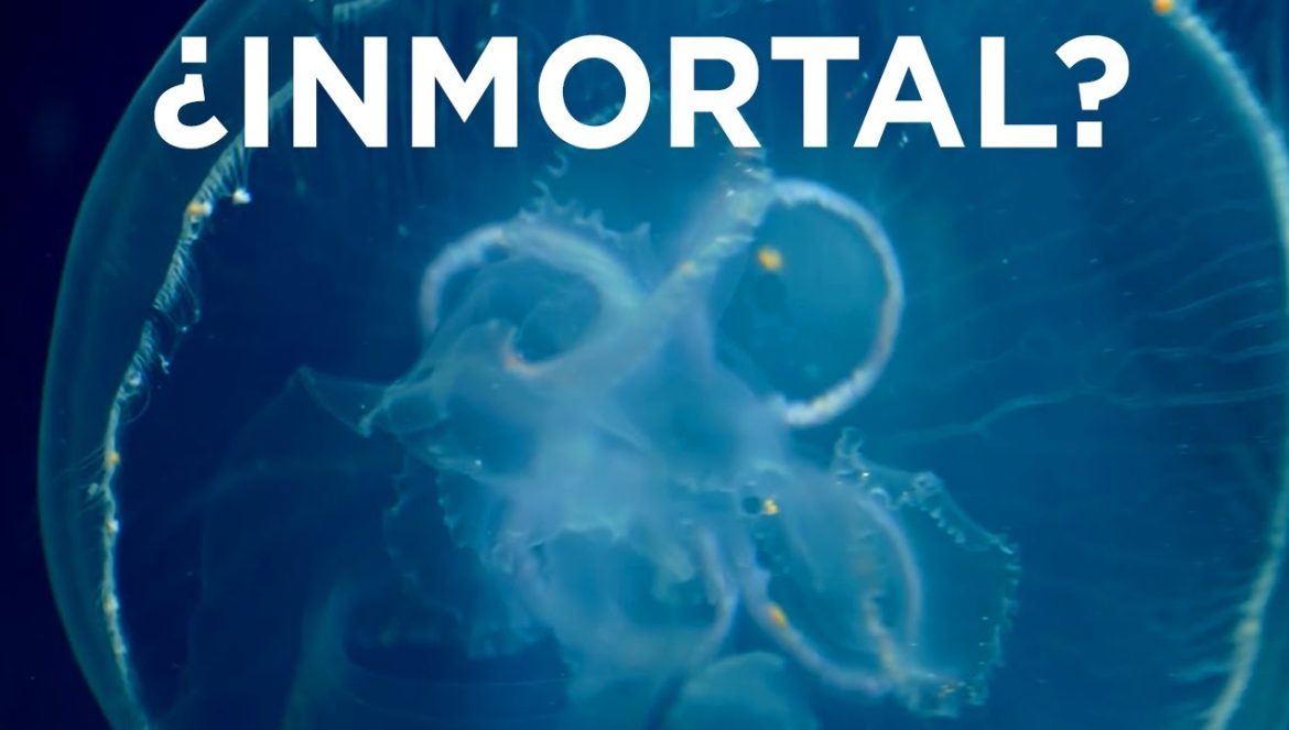 Cómo Retrasar el Envejecimiento o Revertirlo….01-05-2020