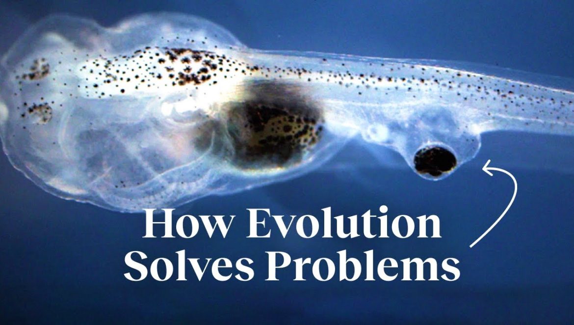 How evolution creates problem-solving machines | 08-29-2023