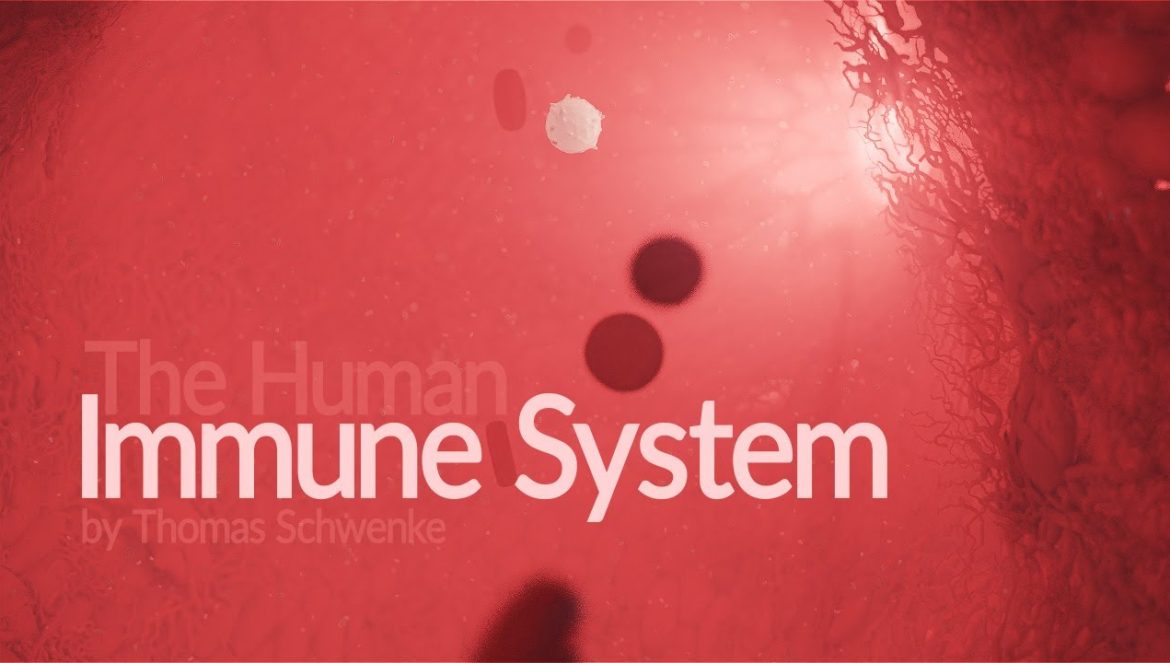 Human Immune System – How it works (Animation)