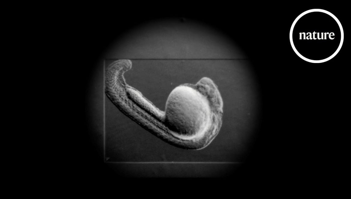 The very first beat: How a heart starts to pulse….09-27-2023