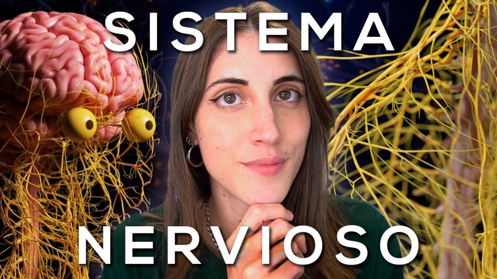 El SISTEMA NERVIOSO explicado FÁCIL….11-23-2023