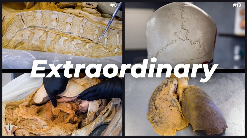 20 Extraordinary Facts About the Human Body….12-10-2023