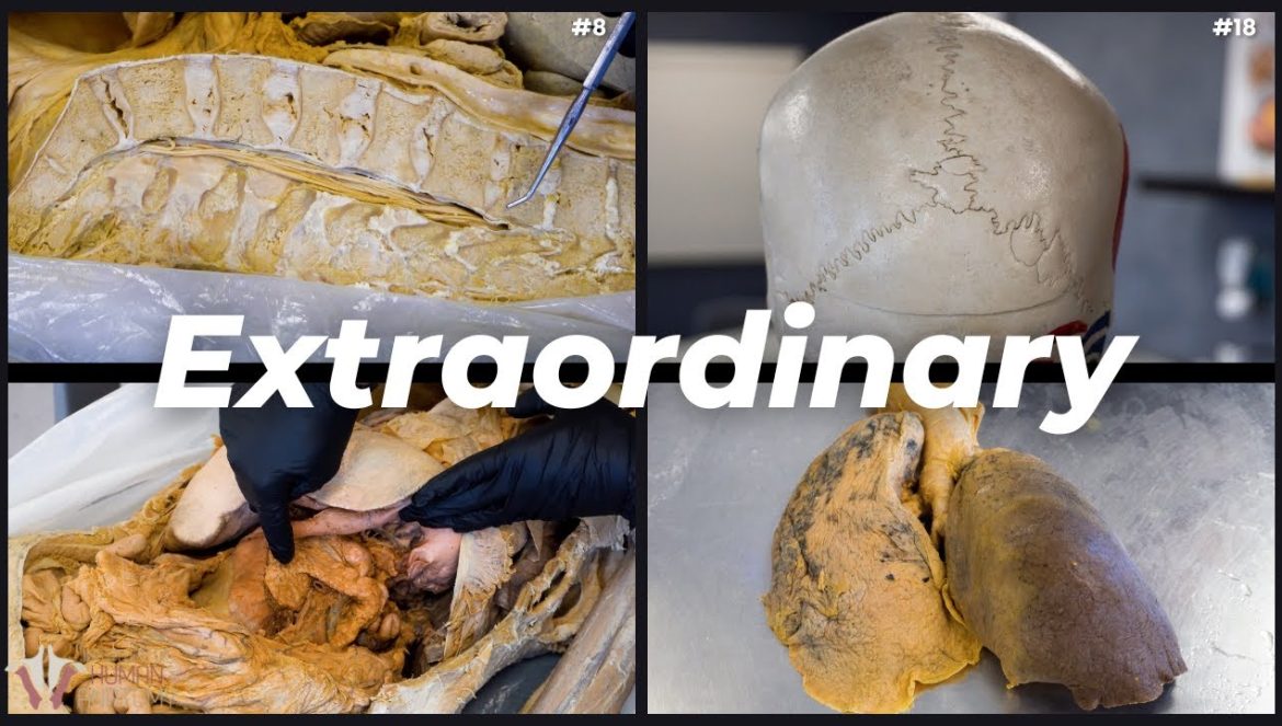 20 Extraordinary Facts About the Human Body….12-10-2023