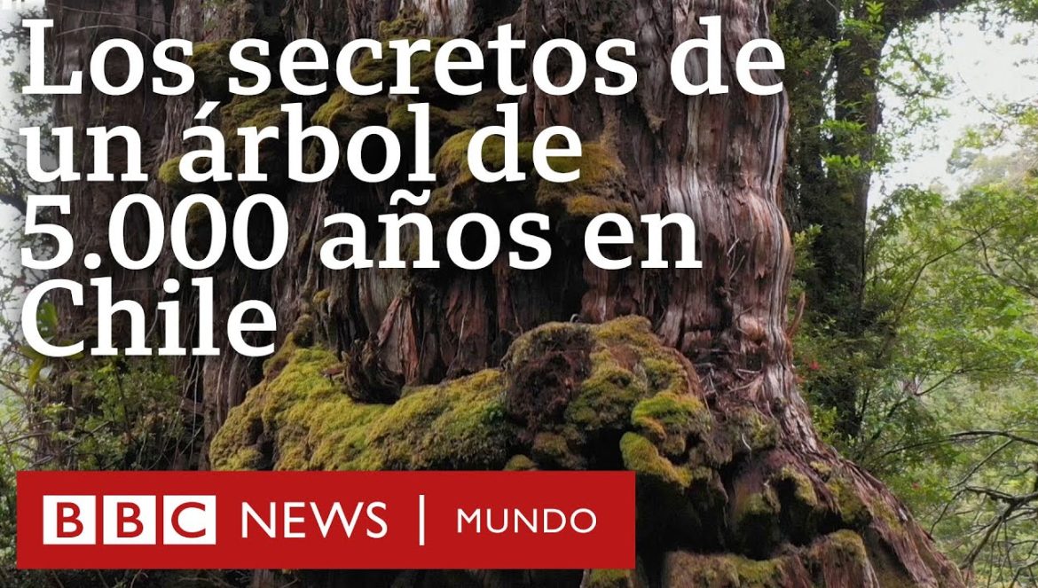 El árbol patagónico de 5.000 años que guarda respuestas sobre el futuro del clima en la Tierra….12-23-2023