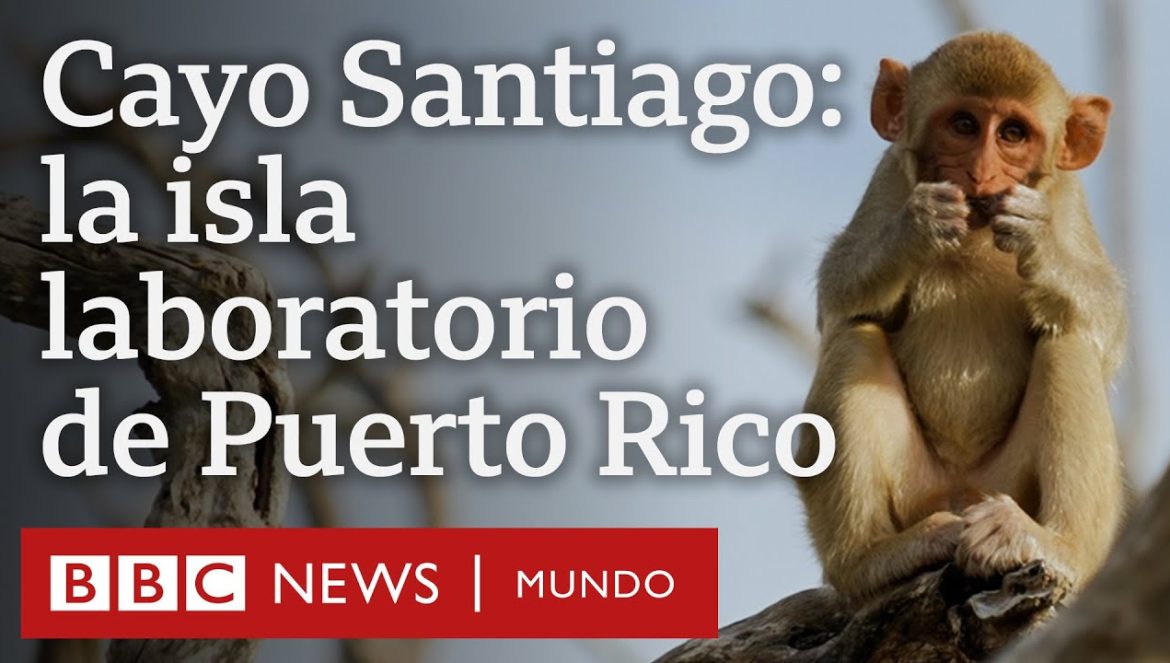 Cayo Santiago: la isla-laboratorio de Puerto Rico habitada solo por monos….01-23-2024