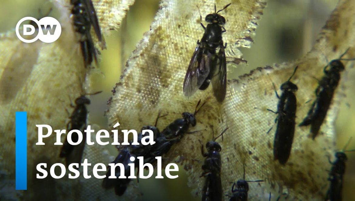 Moscas soldado son el pienso del futuro….01-20-2024