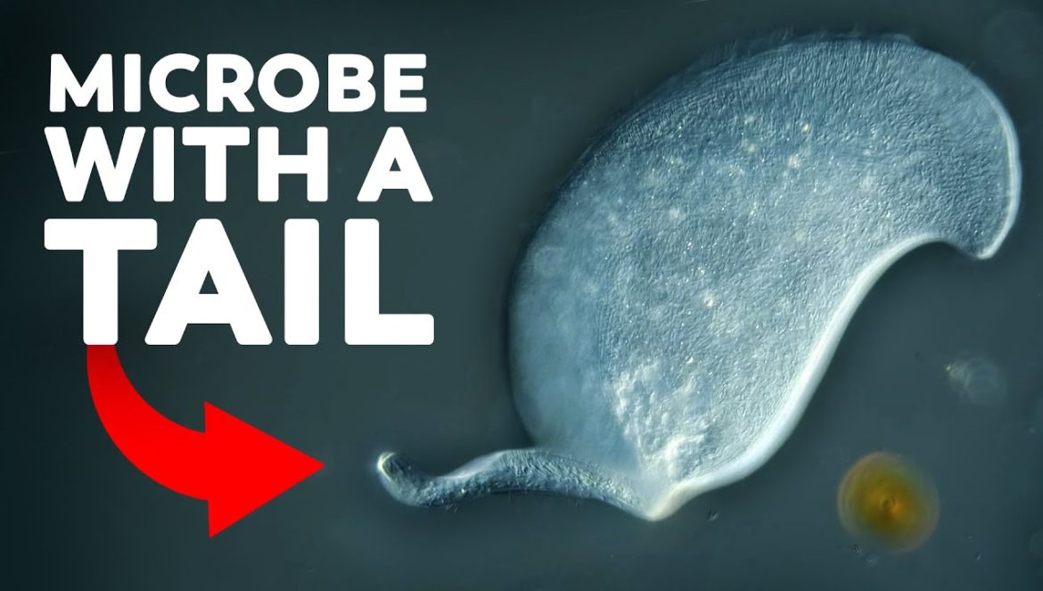 Este microbio no se ha visto desde la década de 1930….01-29-2024