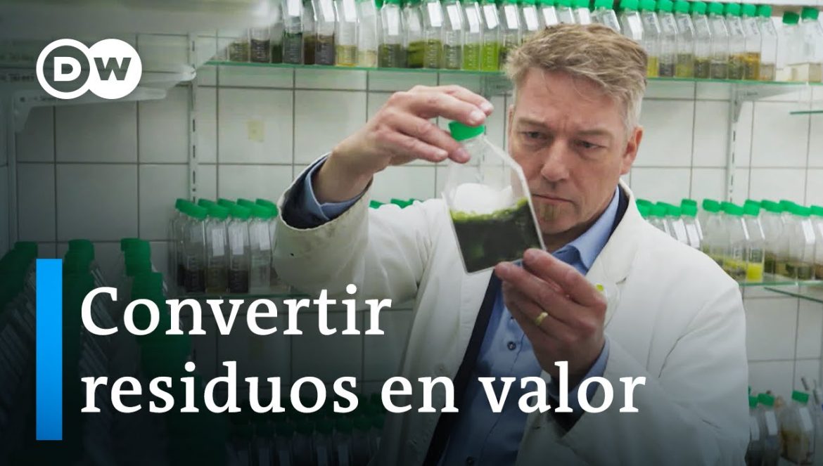 ¿Pueden las algas salvar el mundo? | DW Documental….03-10-2024