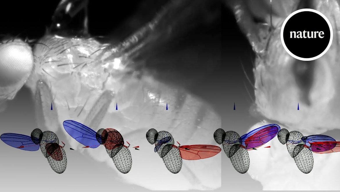 AI and robotics demystify the workings of a fly’s wing….04-17-2024