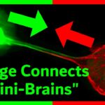 Brain Organoids Communicate: A Step Toward “Organoid Intelligence”