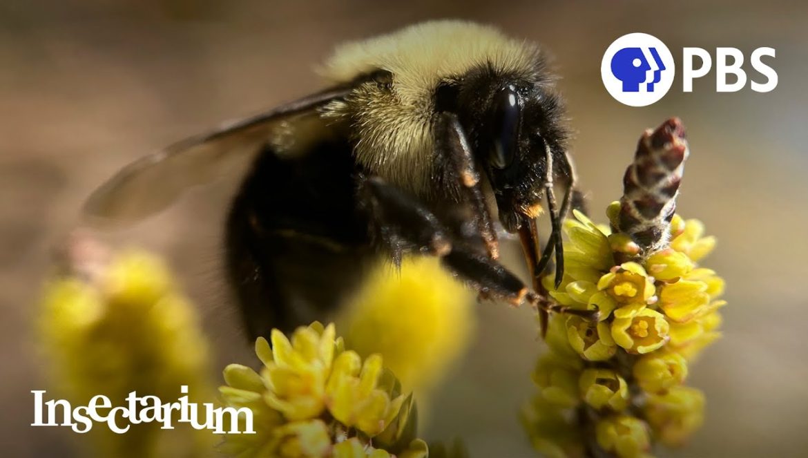 Bumble Bees Are the Fuzzy Heroes We Need….04-08-2024