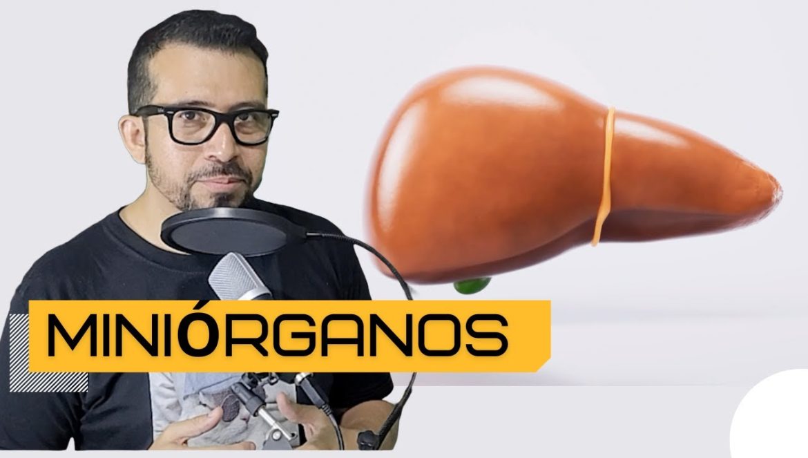 Empiezan Ensayos Clínicos Para Generar Miniórganos….04-15-2024