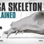 The MEGA-Titan Skeleton EXPLAINED | Godzilla x Kong….04-19-2024