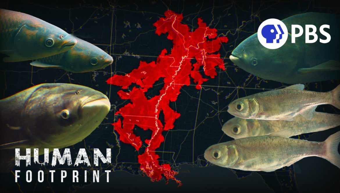 We Brought This Fish To America. Now We Can’t Get Rid Of It….04-10-2024