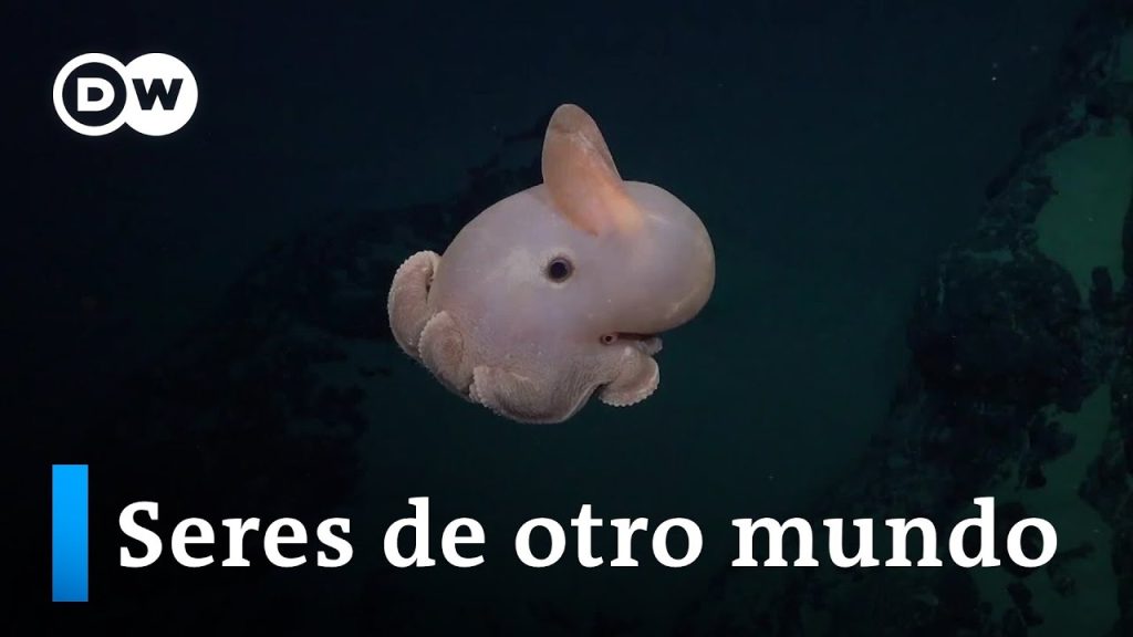 Hallazgo científico ante las costas chilenas….05-09-2024