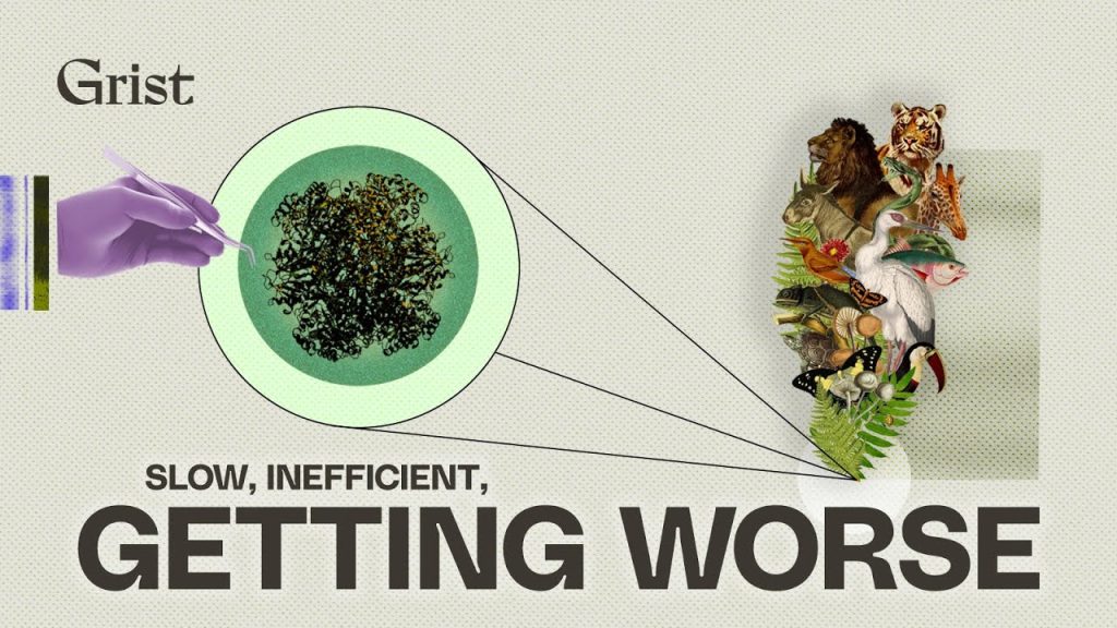 Photosynthesis has a problem…..05-16-2024