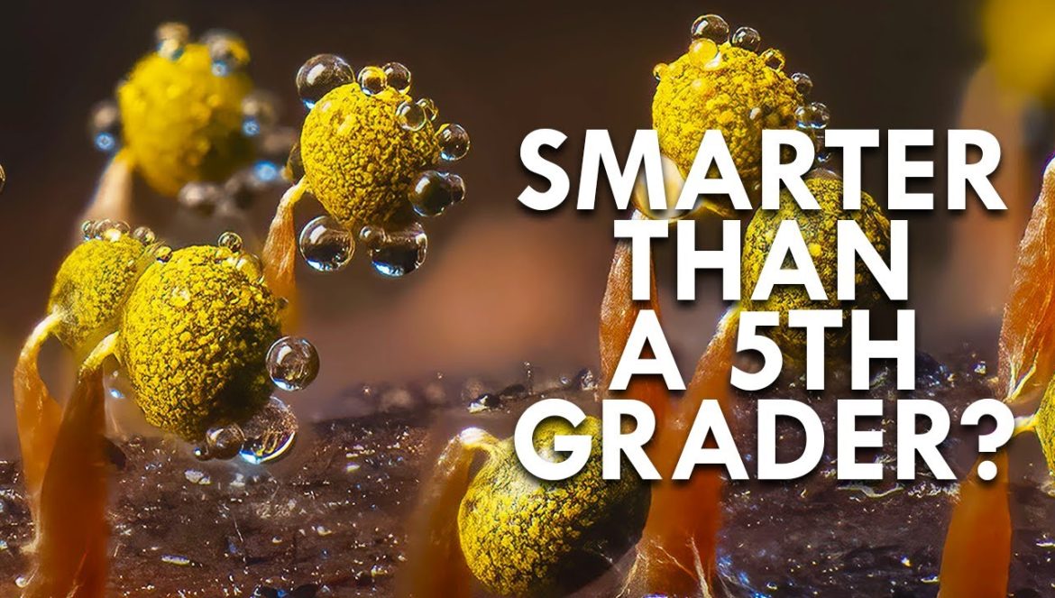 Slime Molds: These Goop Organisms Can Outperform Humans….05-03-2024