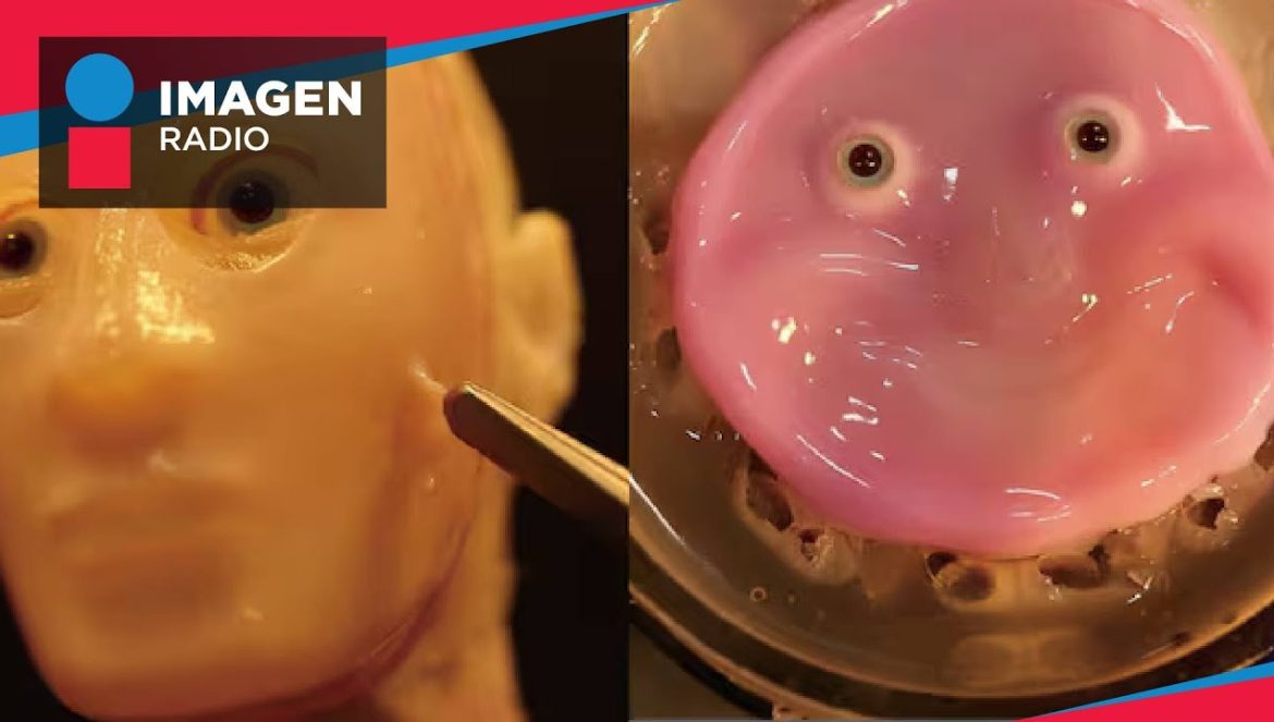 Científicos crean robot humanoide con piel viva en Japón….06-26-2024