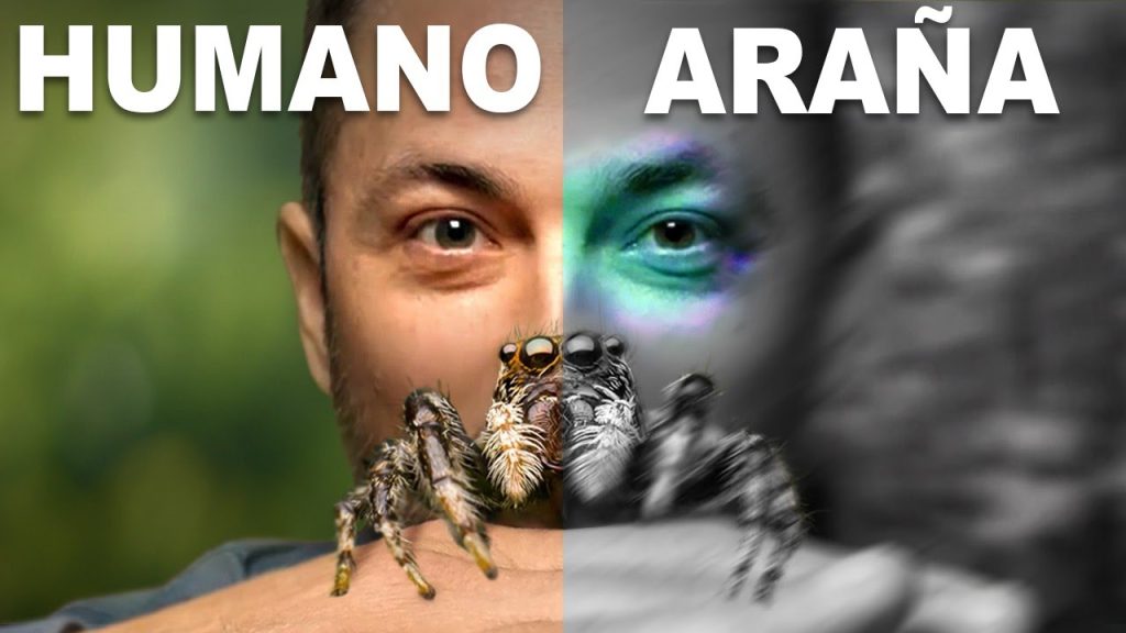 Lo Que las Arañas Saltarinas Nos Enseñan Sobre el Color….06-15-2024