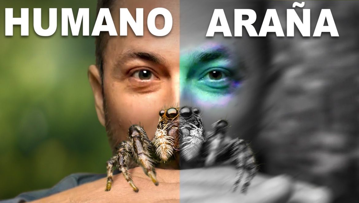 Lo Que las Arañas Saltarinas Nos Enseñan Sobre el Color….06-15-2024