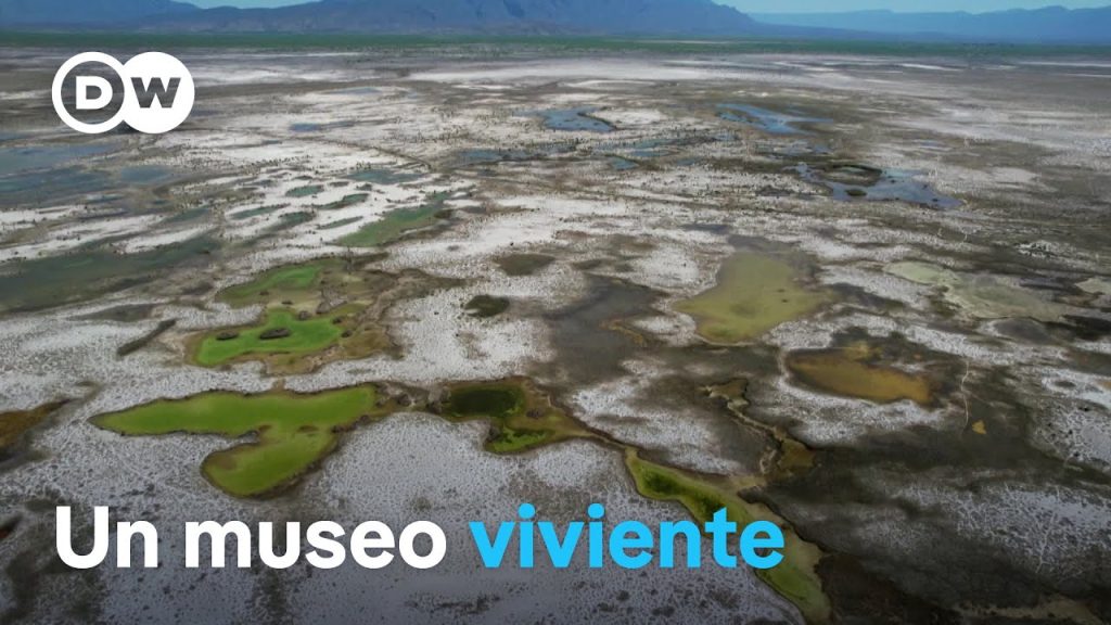 Microorganismos primitivos con enorme potencial….06-07-2024