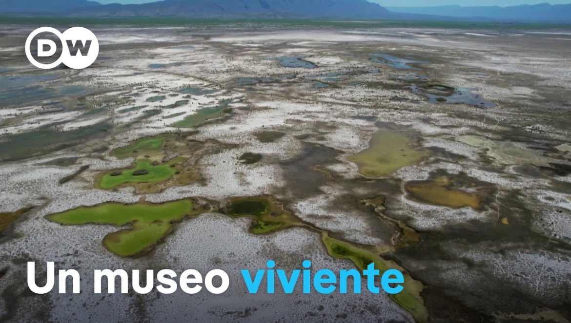 Microorganismos primitivos con enorme potencial….06-07-2024