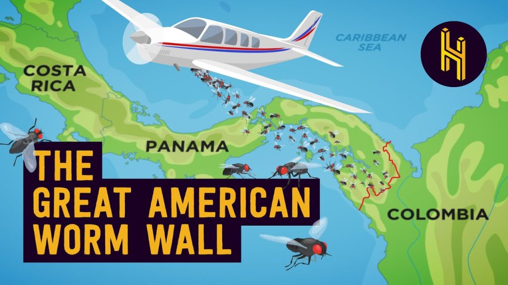 Why the US Drops 14.7 Million Worms On Panama Every Week….06-06-2024