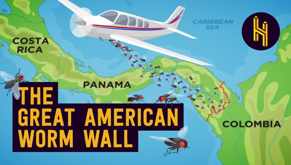 Why the US Drops 14.7 Million Worms On Panama Every Week….06-06-2024