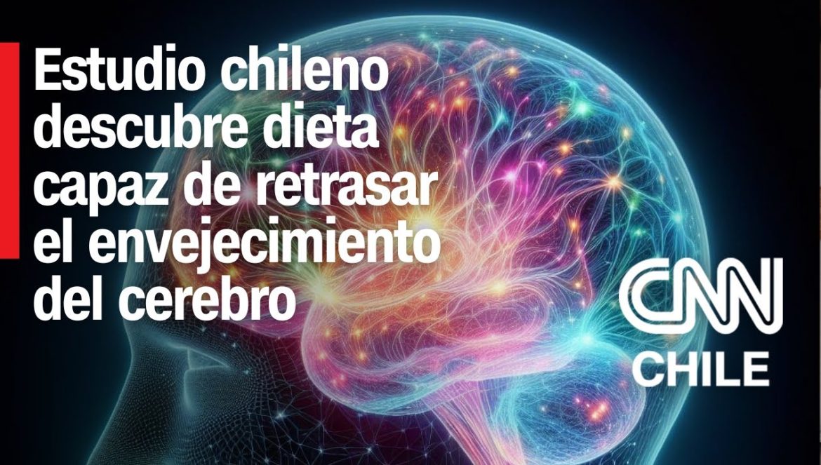 Expertos chilenos descubren dieta capaz de retrasar el envejecimiento del cerebro: ¿En qué consiste? 07-29-2024