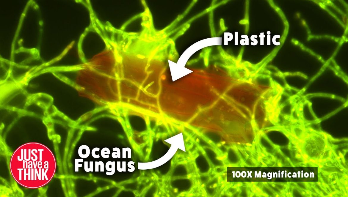 Our oceans have learnt how to EAT PLASTIC….09-01-2024