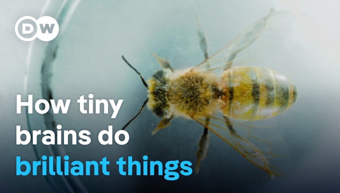 Smart insects – The astonishing intelligence of bumblebees, wasps & co. | DW Documentary….09-18-2024