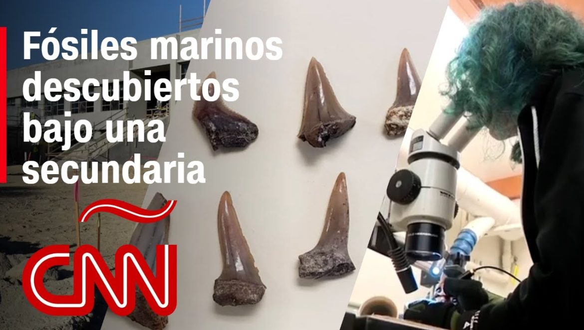 Fósiles marinos de millones de años fueron descubiertos bajo el piso de una secundaria en EE.UU….10-22-2024