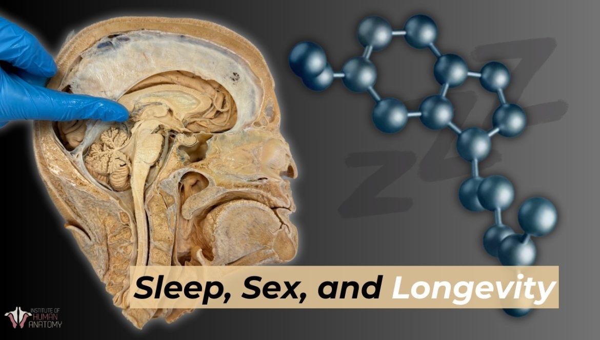 Sleep, Sex, & Longevity: The Power of Melatonin….10-27-2024