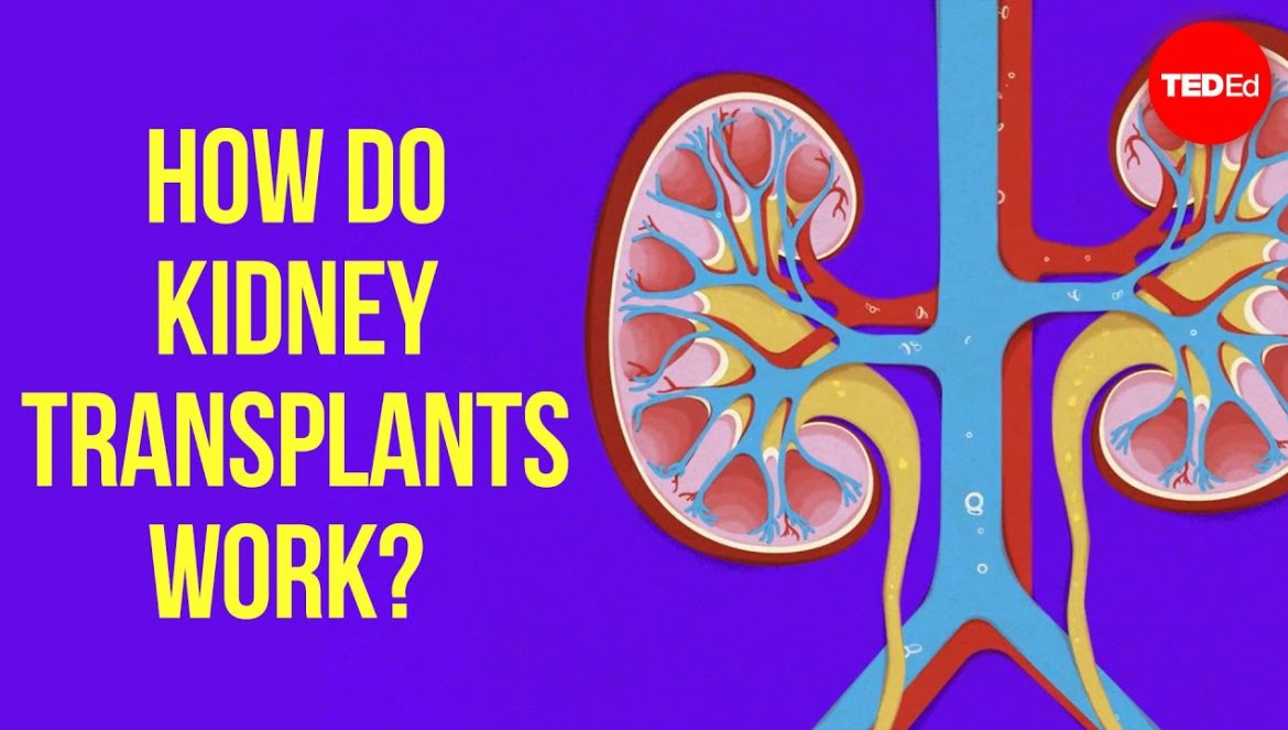 How do kidney transplants work? – Alexander H. Toledo….11-07-2024