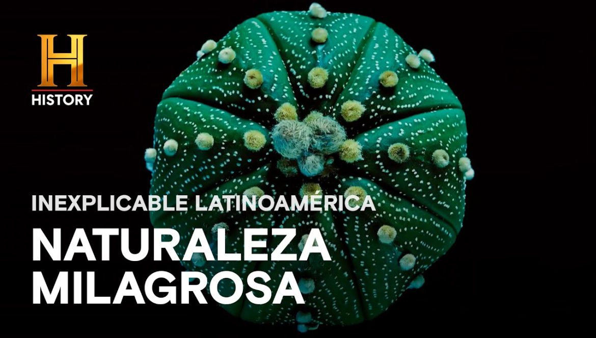 NATURALEZA MILAGROSA EN LATINOAMÉRICA….11-09-2024
