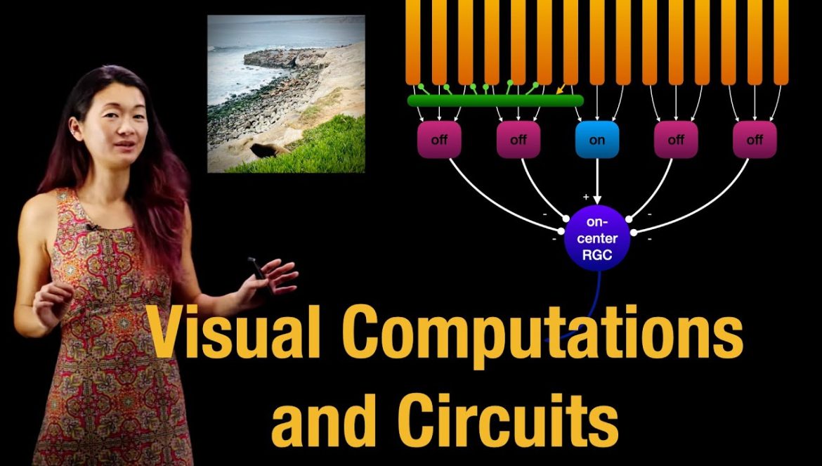 Visual Computations and Circuits | Receptive Fields | Sparse Coding Hypothesis….11-12-2024