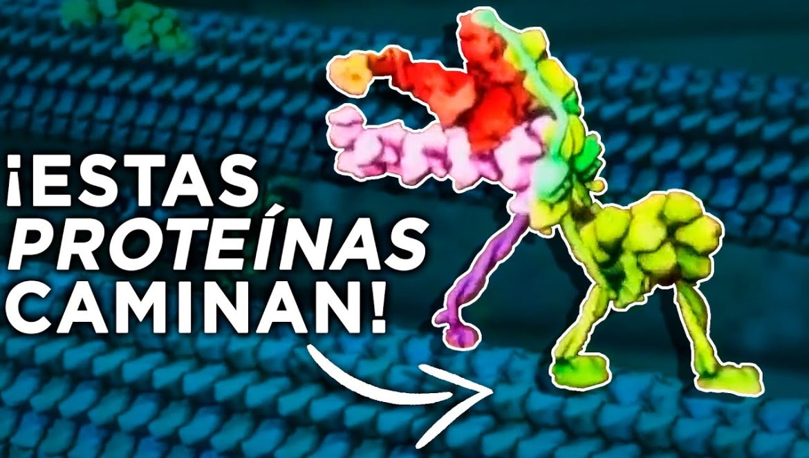 ¿Sabías que tenemos Máquinas Moleculares dentro del cuerpo?….05-06-2025
