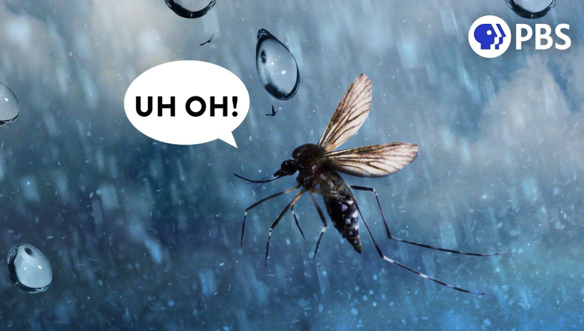 The Weird Science That Lets Insects Fly in the Rain….02-21-2025