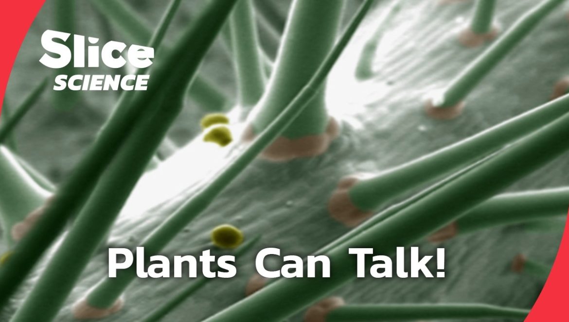 The secret language of plants: the incredible intelligence of plants….02-28-2025