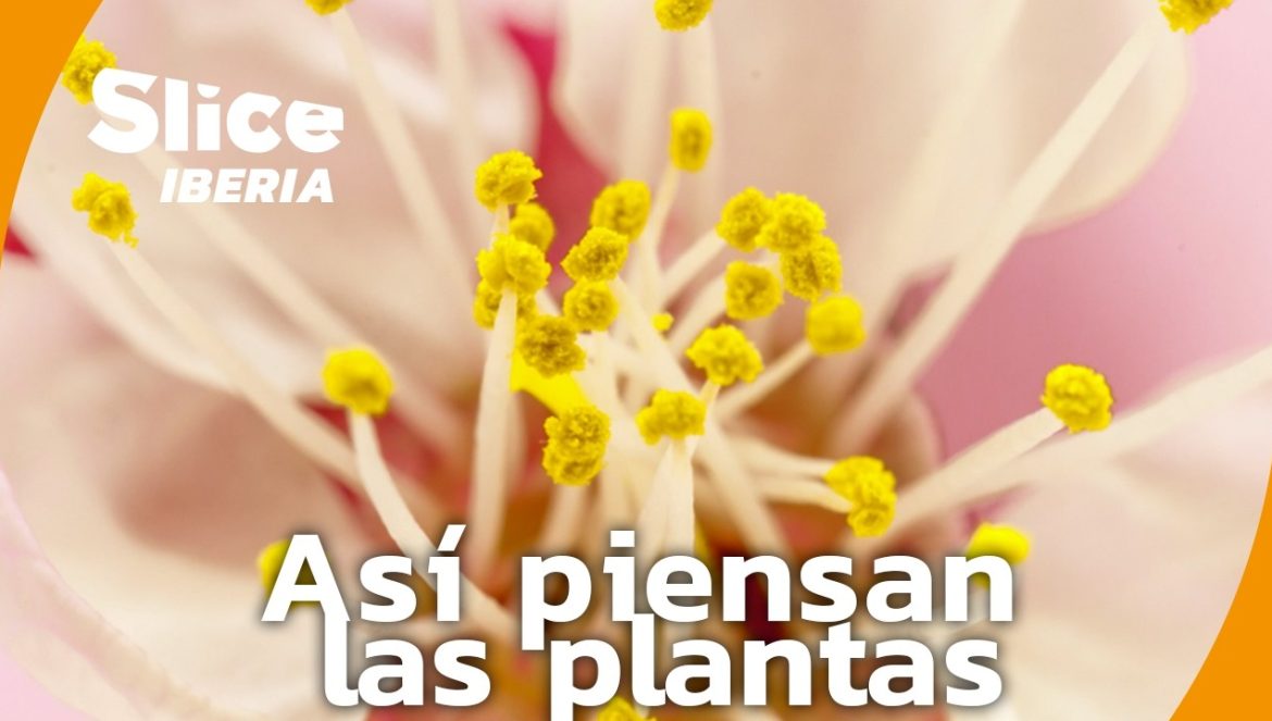 Los Secretos de las Plantas: Ciencia, Supervivencia y Evolución….04-10-2025