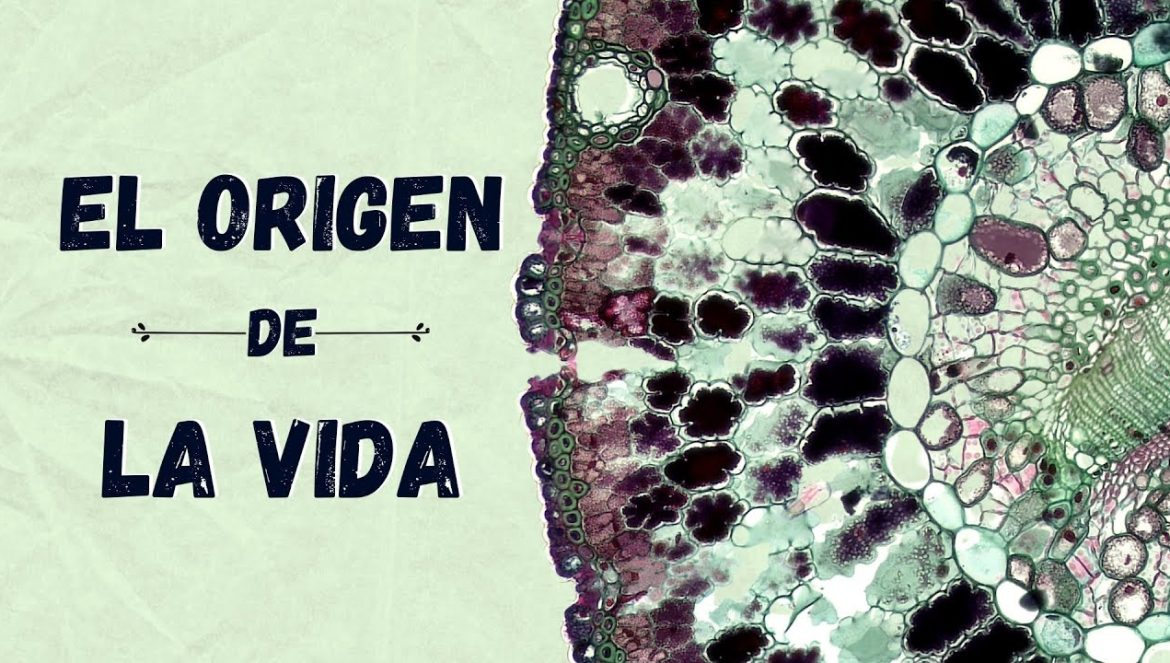 EL ORIGEN DE LA VIDA….05-18-2025