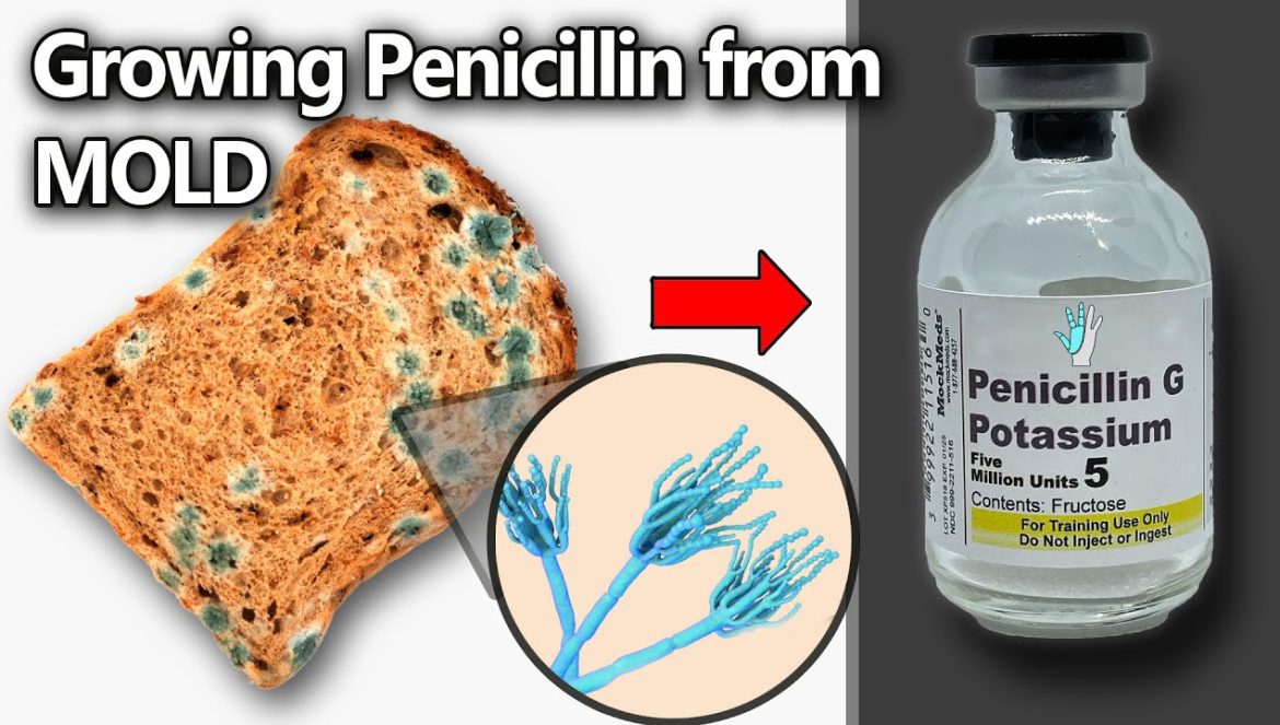 From moldy bread, to life saving medicine….05-05-2025