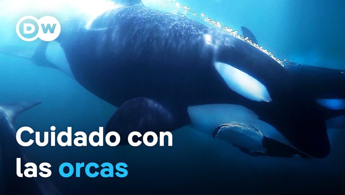 Las orcas atacan: Peligro en el estrecho de Gibraltar | DW Documental….06-03-2025